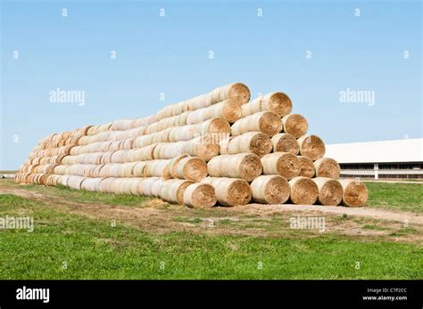 Alfalfa In Round Bales Are Stacked For Storage At The Edge Of A