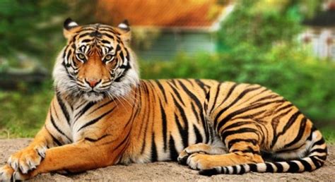 What Is The Difference Between A Sumatran Tiger And A Bengal Tiger