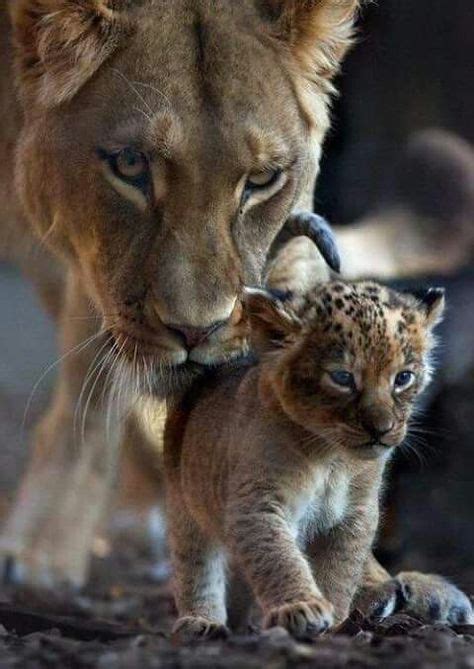 Mamá Leona Y Su Bebé Leones Animales Animales Hermosos Animales Y