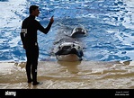 Trainer with an Orca (Killer Whale) at Loro Parque Stock Photo - Alamy