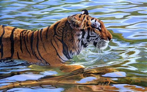 Tiger In Water Wallpapers Top Free Tiger In Water Backgrounds
