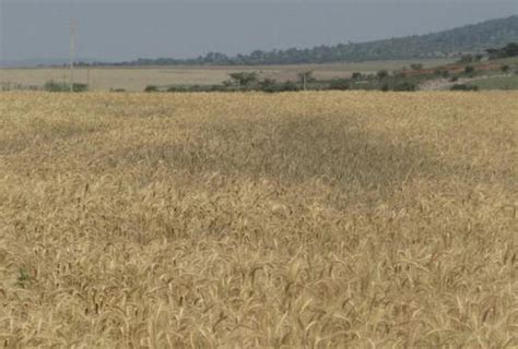 There are 1 wheat plantation for sale on etsy, and they cost ₪1,270.00 on. Wheat in Kenya: Past and Twenty-First Century Breeding | IntechOpen