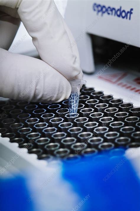 Polymerase chain reaction (pcr) is a method widely used to rapidly make millions to billions of copies of a specific dna sample, allowing scientists to take a very small sample of dna and amplify it to. PCR Amplification - Stock Image - C014/6745 - Science ...