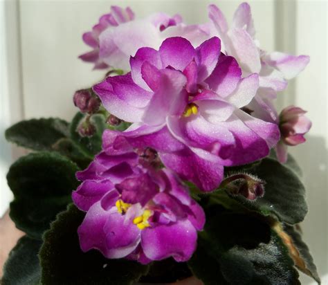 Mini African Violet CК Тропиканка African Violets Flowers African