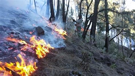 Dua Perusahaan Pembakar Hutan Dan Lahan Digugat Detikdata