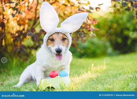 Funny Easter Bunny Dog With Bowl Full Of Traditional Colored Eggs Stock