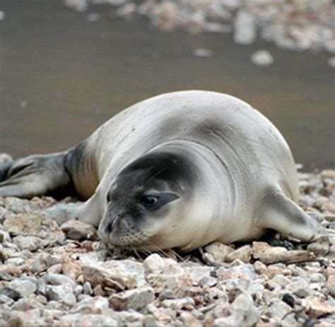 Mediterranean Monk Seal Information And Picture Sea Animals