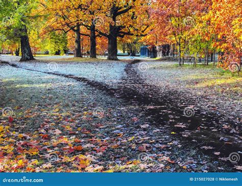 El Ancho Camino Húmedo Oscuro En El Parque Se Divide En Dos Caminos