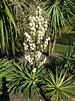File:Yucca gloriosa 'Adams needle' (Agavaceae) plant.JPG - Wikimedia ...
