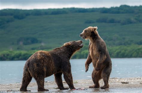 Brown Bear Cubs Play In Russias Far East Daily Mail Online