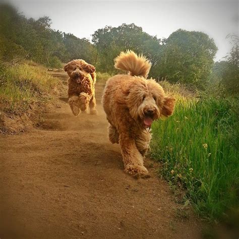 Delta breeze labradoodles specializes in multigen mini and medium labradoodle puppies. Beau Monde breeding the finest Australian Labradoodles in ...