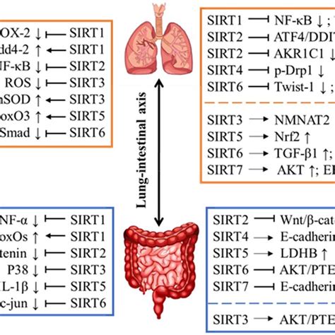 The Relationship Between Sirts And Lung Gut Axis The Role Of Sirtuin Download Scientific