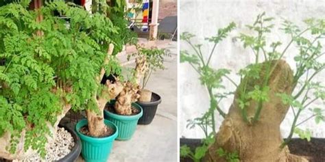 Masyarakat melayu menamakannya sebagai kacang kelo, merunggai, ramungai, lembungai, pemanggai, sajina, kachang kelok, kachang kulu, kachang kelang buah kelentang dan. Cara Membuat Bonsai Pohon Kelor, Ide Kreatif Anti ...