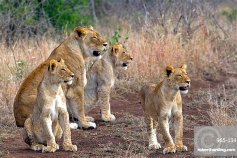 African Lions Panthera Leo Wild Stock Photo