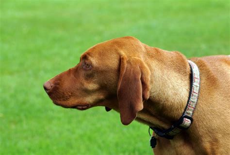 Breed Of The Week The Vizsla Video Simply For Dogs