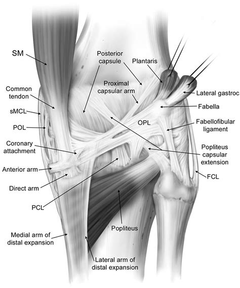 Semimembranosus Tendon