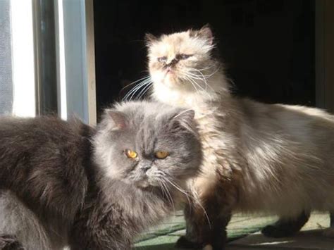Breeding Pair Of Persian Cats Female Pregnant For Sale In Algood