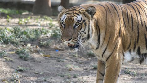 Bengal Tiger Close Up Stock Photo Image Of Anger Mouth 51879912