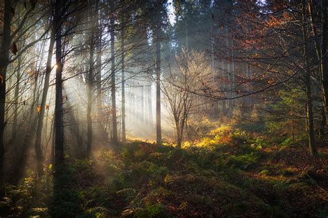 Wallpaper Rays Of Light Bavaria Germany Nature Forests Trees