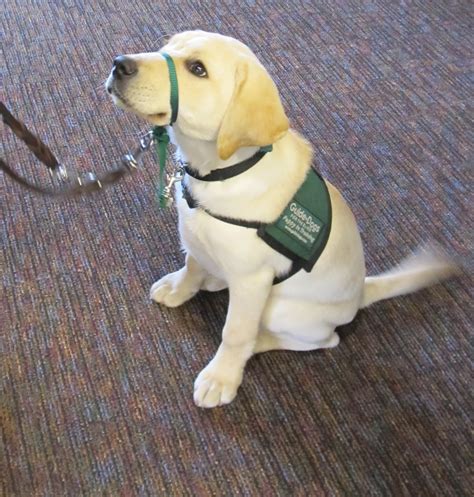 Guide Dogs For The Blind Plorawebsites