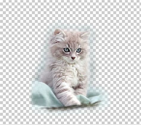 We did not find results for: Ragdoll Persian Cat American Shorthair Kitten Turkish ...