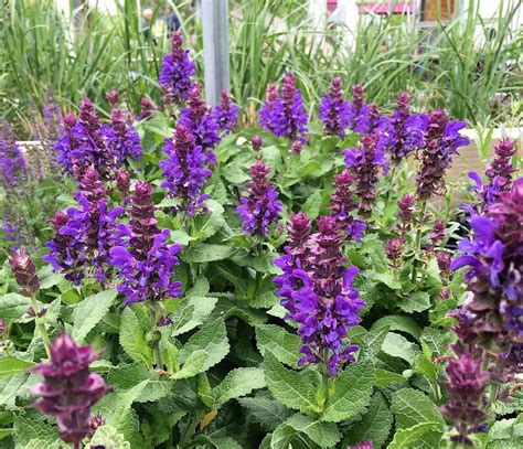 Perennial Salvia Blue Marvel Knecht S Nurseries And Landscaping