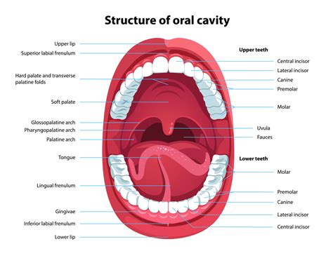 What Are The 3 Key Functions Of The Teeth Vancouver Centre For