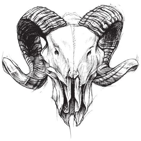 Ram Skull Traditional Drawing Line Work Vector For Use Skull