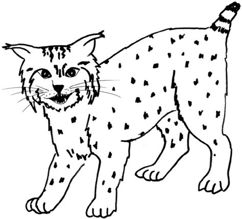 Bobcat And Clipart