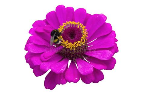 Elegant Zinnia Magenta Flower With Bumblebee Isolated On White Stock