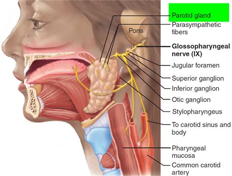 Parotid Tumor Causes Symptoms Diagnosis Surgery