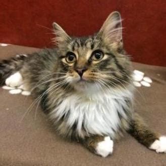 Maine coon cats are moderately active. Cooper Maine Coon Kitten Male in Rochester | 5507327290 ...