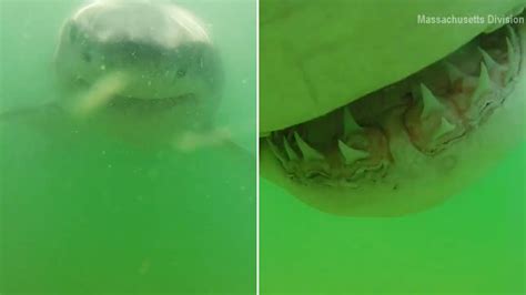 Amazing Footage Great White Shark Bites Underwater Camera Abc7 Chicago