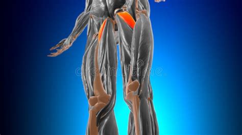 Pectineus Muscle Anatomy For Medical Concept 3d Stock Illustration