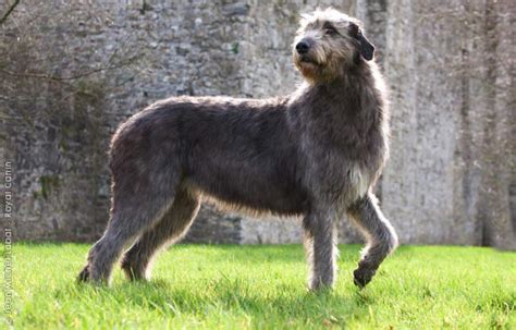 Irish Wolfhound Our Wolfies Dog Facts Weird Facts Fun Facts