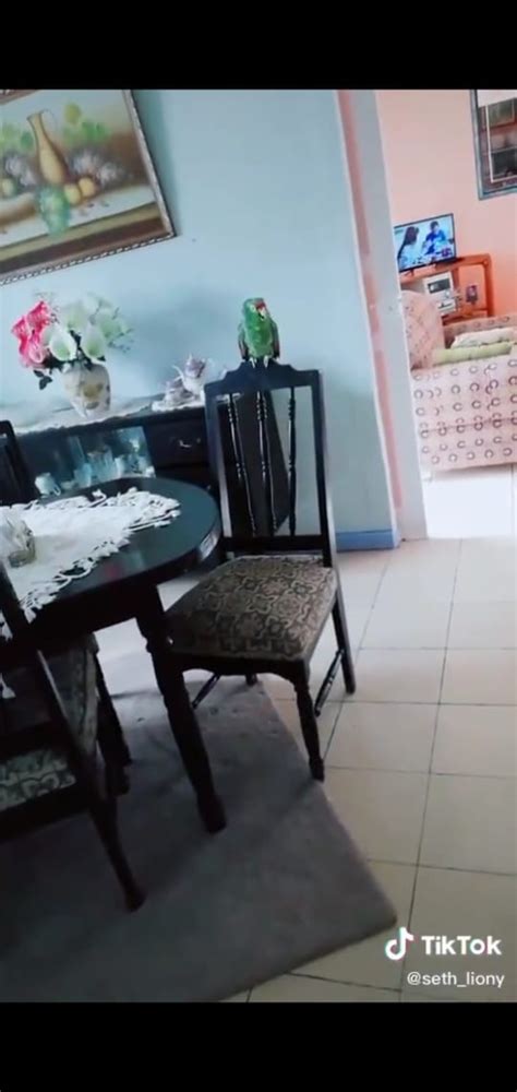 We did not find results for: VIDEO VIRAL: Loro canta un clásico de Amanda Miguel, 'Él ...