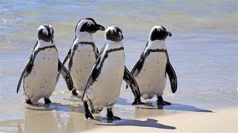 Besichtigung von cape point und der pinguinkolonie von boulder's beach aus kapstadt sehen sie gefährdete afrikanische pinguine in ihrem natürlichen lebensraum aber es hat dich nicht daran gehindert, die pinguine zu sehen, die frei am strand herumstreiften. Südafrika: Pinguine am Strand werden für Anwohner zur ...