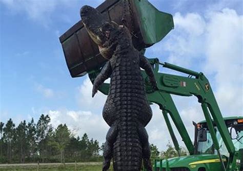 Giant 15 Foot Alligator Feasting On Cattle Killed In Florida