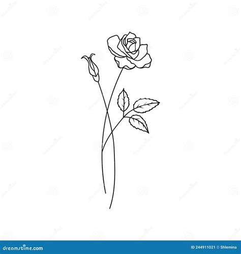 Rose June Birth Month Flower Illustration Stock Vector Illustration