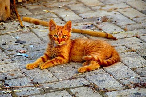 60 Free Pussycat And Cat Photos Pixabay