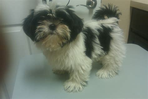 Shih Tzu Teddy Bear Haircut Dogs Breeds And Everything