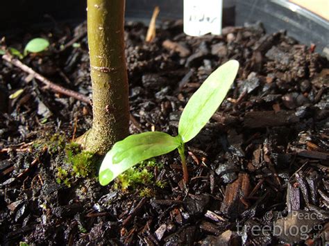 1.1 white ash a member of oleaceae (the olive family), white ash (fraxinus americana l.) is one of preece je, bates sa, van sambeek jw (1995) germination of cut seeds and seedling growth of. sycamore seedlings. please help/ advise.