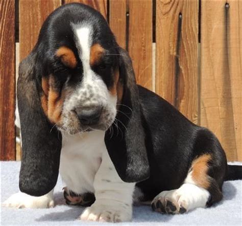 Both parents available to meet with their puppies they have fantastic temperaments. Basset Hound Puppies For Sale | Evansville, IN #80671