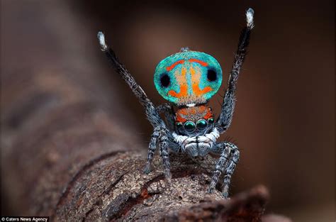 Images Show Peacock Spiders In Sydney Attracting Mates With Their Dance