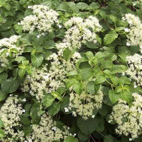 Get the best deals on full sun vines & climbing plants. Climbing Hydrangea | Good Climbers | This Old House
