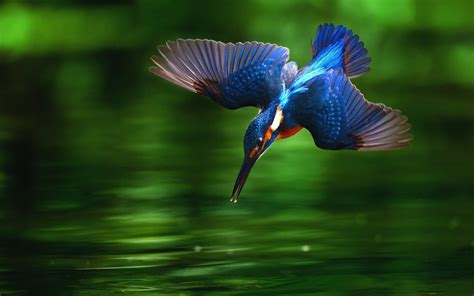 Animal Kingfisher Hd Wallpaper