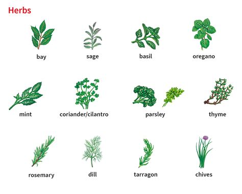 Herb1 Noun Definition Pictures Pronunciation And Usage Notes
