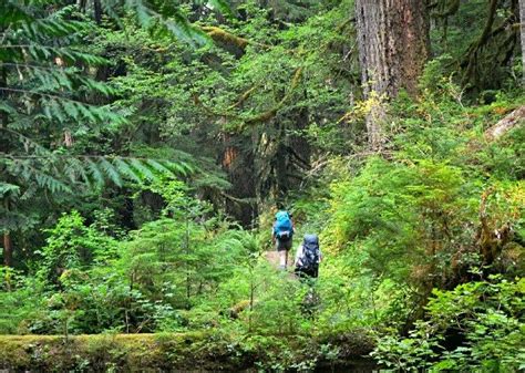 12 Top Rated Hiking Trails In Olympic National Park Olympic National