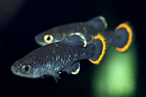 10 Rarest Fish Species In The World