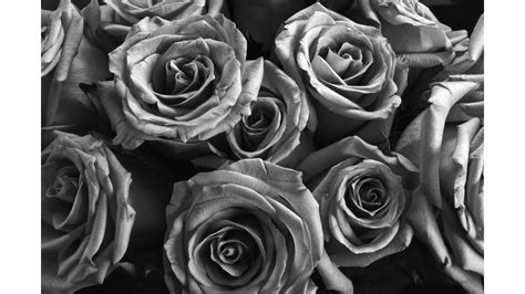 Black Roses Wallpaper 64 Images